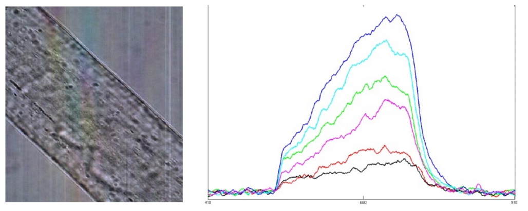 Panda Hair Spectrum